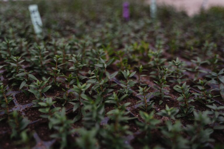 pexels-tima-miroshnichenko-6508548